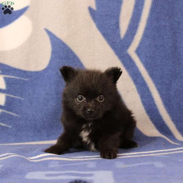 Dolly, Pomeranian Puppy